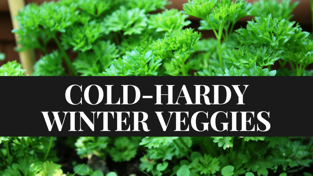cold hardy veggies