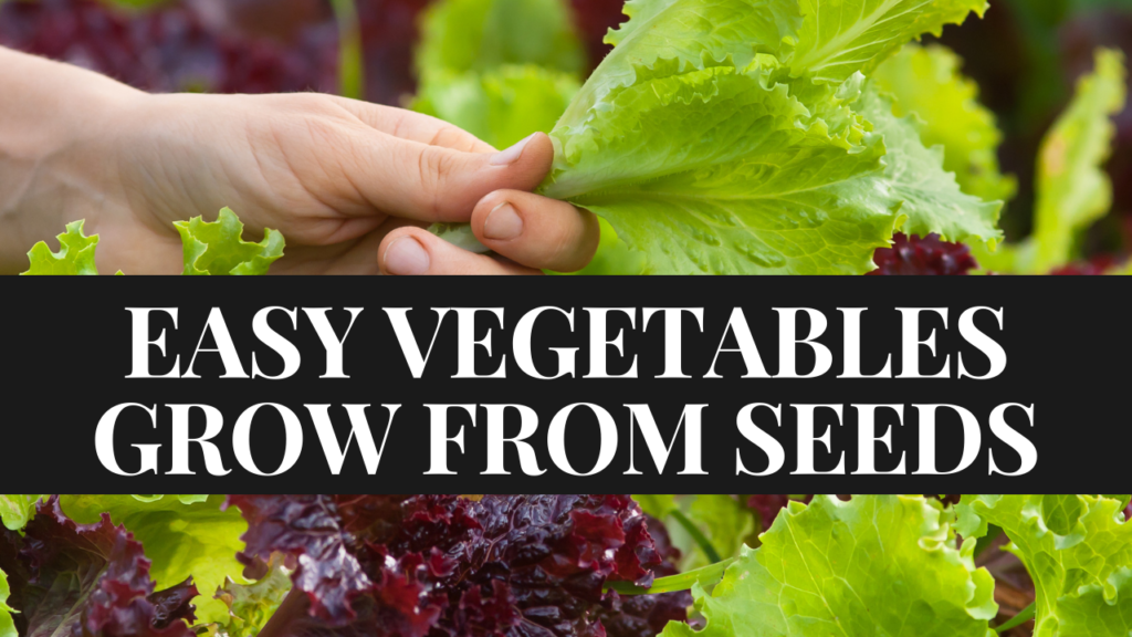 10 Easiest Vegetables To Grow From Seed [Beginner Gardening] - Peter ...