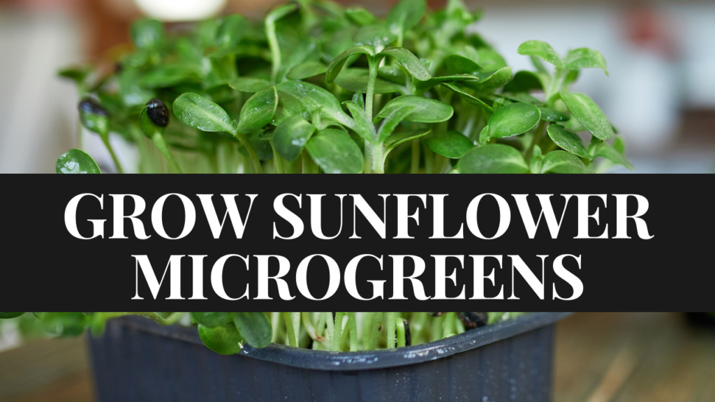How to grow sunflower microgreens