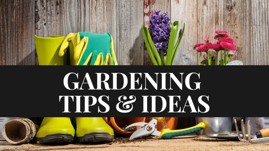 gardening ideas for beginners