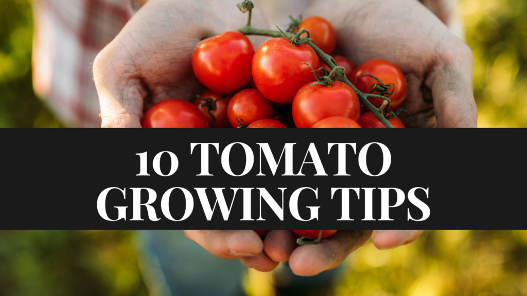 10 Terrific Tomato Growing Tips For Beginners - Peter Greenfield