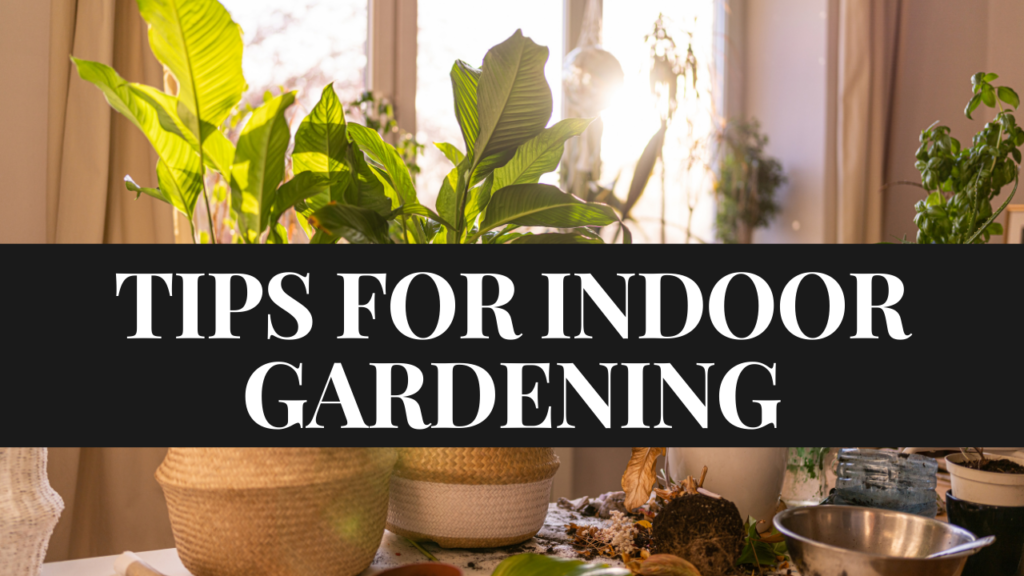 Indoor Gardening Tips