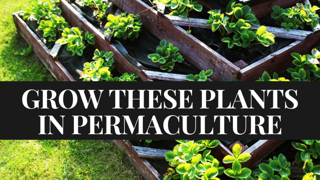 Permaculture Plants