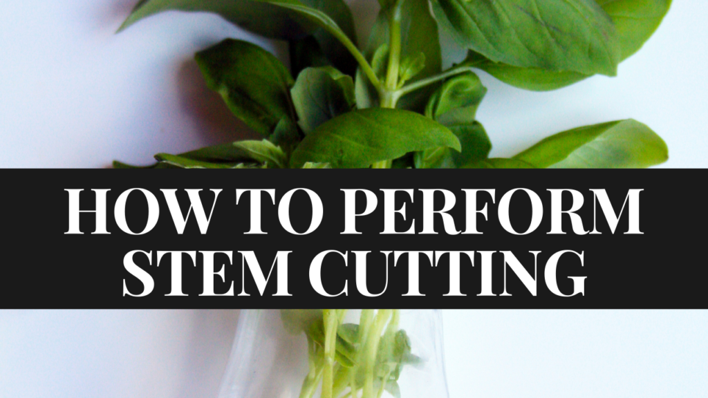 Stem Cuttings