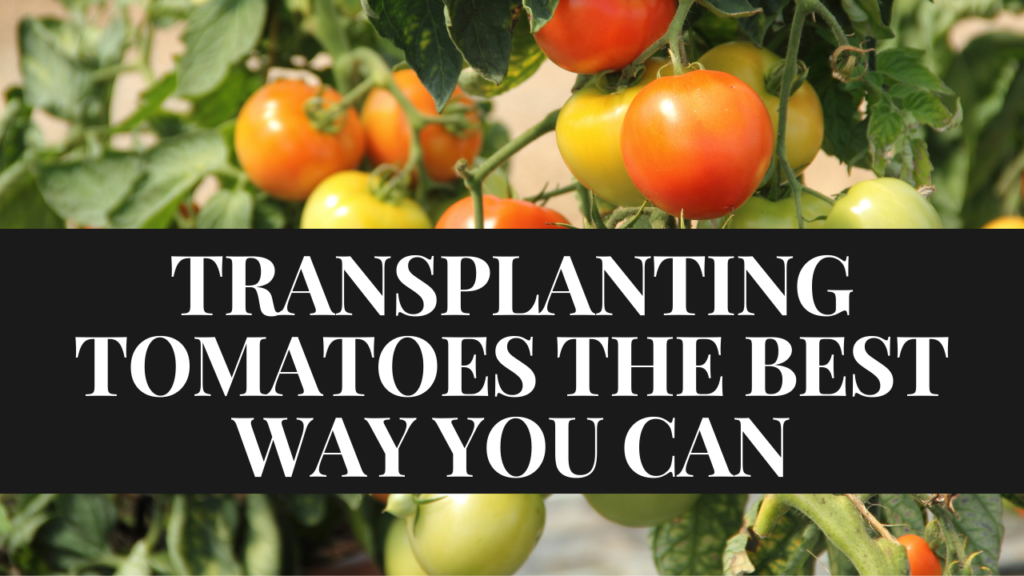 Tomato